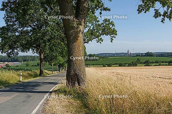 Tree-lined road next to a wide wheat field with a view of a village church in the distance, Billerbeck, North Rhine-Westphalia, Germany [IBR125173444]