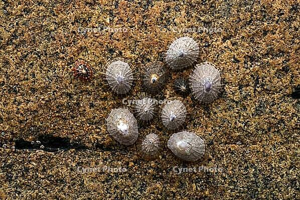 Whelks (Patellidae) on rocks, Cot Valley Beach, Porth Nanven, also known as Dinosaur Egg Beach, coast, St Just in Penwith, Cornwall, England, Great Britain, United Kingdom [IBR125177964]