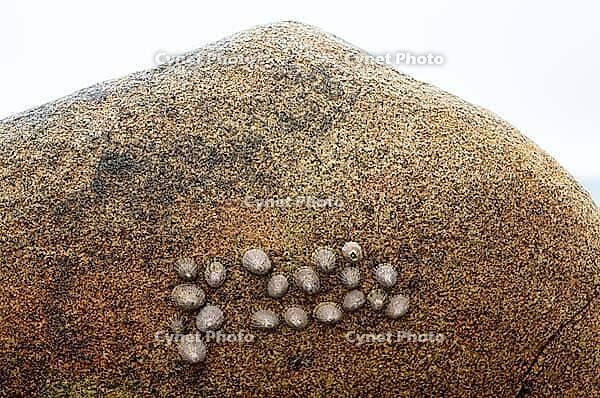 Whelks (Patellidae) on rocks, Cot Valley Beach, Porth Nanven, also known as Dinosaur Egg Beach, coast, St Just in Penwith, Cornwall, England, Great Britain, United Kingdom [IBR125177966]