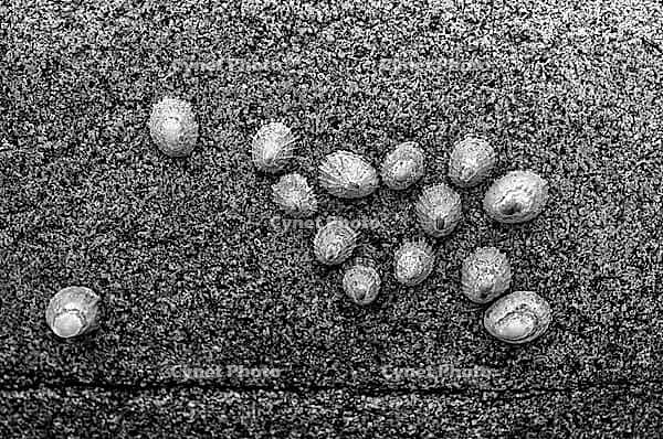 Whelks (Patellidae) on rocks, Cot Valley Beach, Porth Nanven, also known as Dinosaur Egg Beach, coast, St Just in Penwith, Cornwall, England, Great Britain, United Kingdom [IBR125177977]