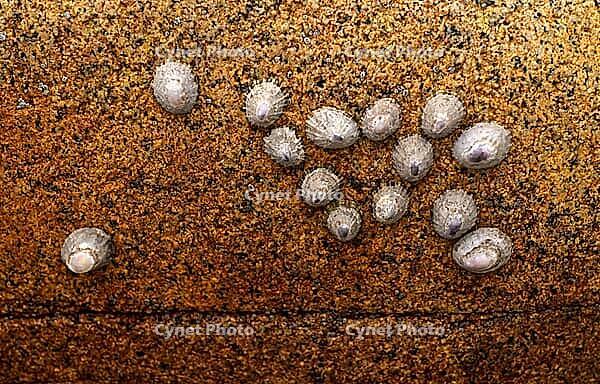 Whelks (Patellidae) on rocks, Cot Valley Beach, Porth Nanven, also known as Dinosaur Egg Beach, coast, St Just in Penwith, Cornwall, England, Great Britain, United Kingdom [IBR125177986]