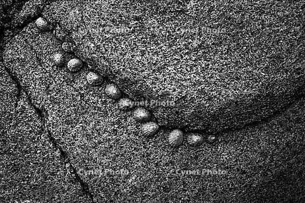 Whelks (Patellidae) on rocks, forming a chain, Cot Valley Beach, Porth Nanven, also known as Dinosaur Egg Beach, coast, St Just in Penwith, Cornwall, England, Great Britain, United Kingdom [IBR125177996]