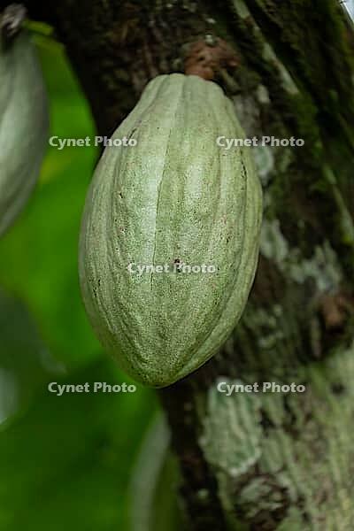 Green cacao pods (Theobroma cacao) growing directly on a mossy tree trunk in the tropical rainforest. Puerto Viejo, Limón, Costa Rica [IBR125177998]