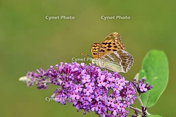 Silver-washed Fritillary (Argynnis paphia) butterfly Feeding on Purple Buddleia Flower with Soft Green Background [IBR125178000]