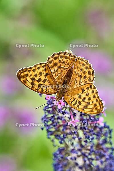 Silver-washed Fritillary (Argynnis paphia) butterfly Feeding on Purple Buddleia Flower with Soft Green Background [IBR125178001]