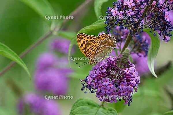 Silver-washed Fritillary (Argynnis paphia) butterfly Feeding on Purple Buddleia Flower with Soft Green Background [IBR125178002]