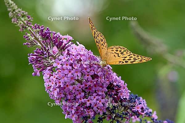 Silver-washed Fritillary (Argynnis paphia) butterfly Feeding on Purple Buddleia Flower with Soft Green Background [IBR125178004]