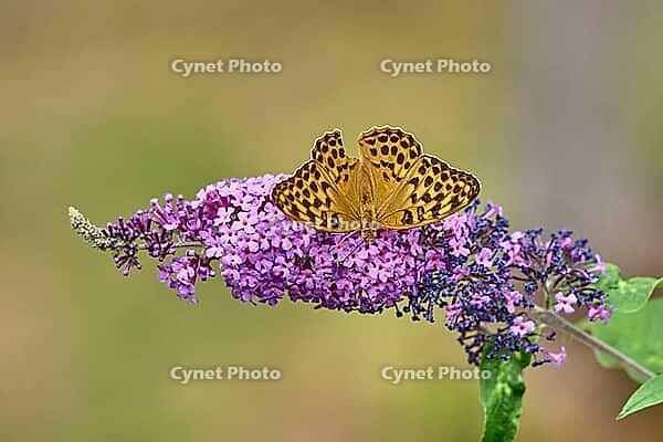 Silver-washed Fritillary (Argynnis paphia) butterfly Feeding on Purple Buddleia Flower with Soft Green Background [IBR125178005]