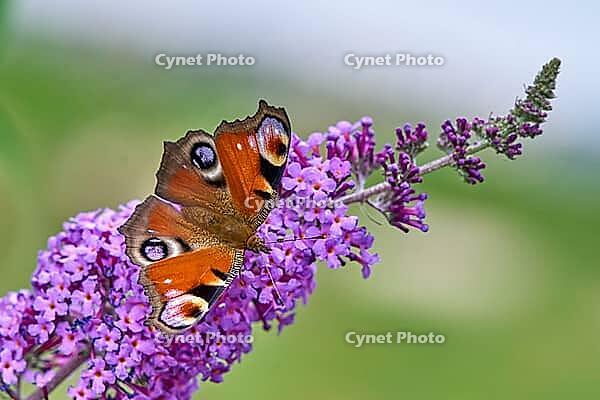 European Peacock (Aglais io) Butterfly Feeding on Purple Buddleia Flower [IBR125178006]
