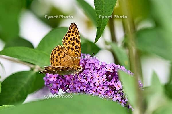 Silver-washed Fritillary (Argynnis paphia) butterfly Feeding on Purple Buddleia Flower with Soft Green Background [IBR125178008]