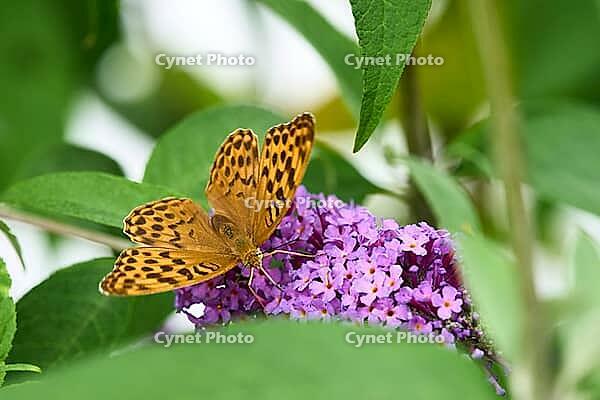 Silver-washed Fritillary (Argynnis paphia) butterfly Feeding on Purple Buddleia Flower with Soft Green Background [IBR125178009]