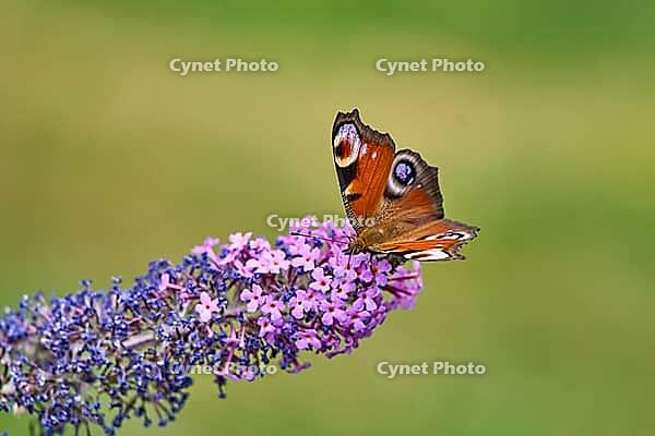 European Peacock (Aglais io) Butterfly Feeding on Purple Buddleia Flower [IBR125178011]