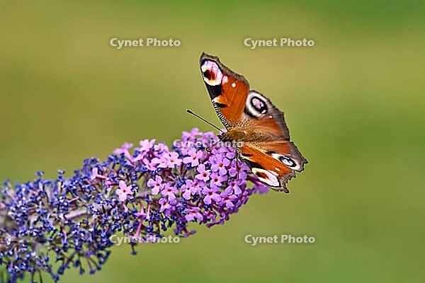 European Peacock (Aglais io) Butterfly Feeding on Purple Buddleia Flower [IBR125178012]