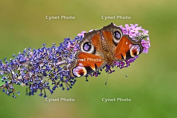 European Peacock (Aglais io) Butterfly Feeding on Purple Buddleia Flower [IBR125178013]