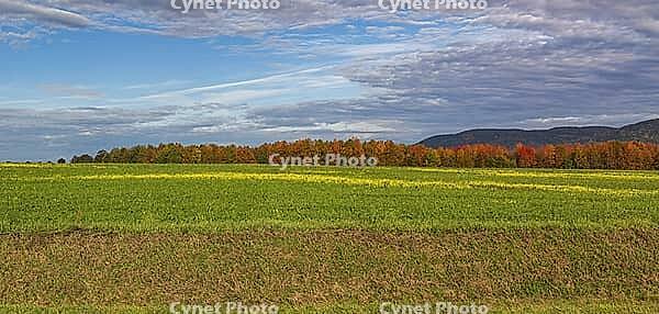 Field with field mustard in front of a small deciduous forest in autumn [IBR125180300]