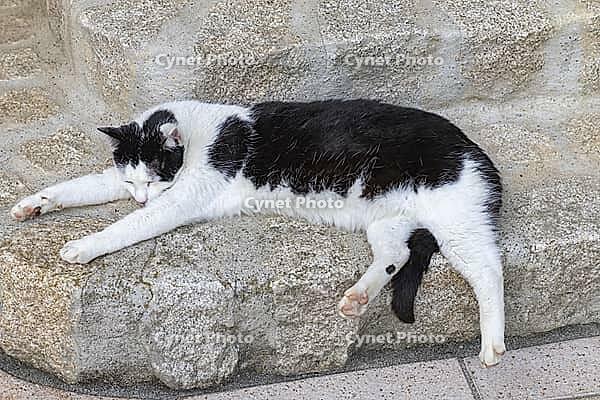 Hangover lies relaxed on the front door steps in high heat [IBR125180302]