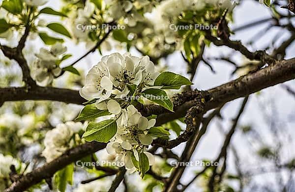 Blossoms of a grafted pear tree [IBR125180308]
