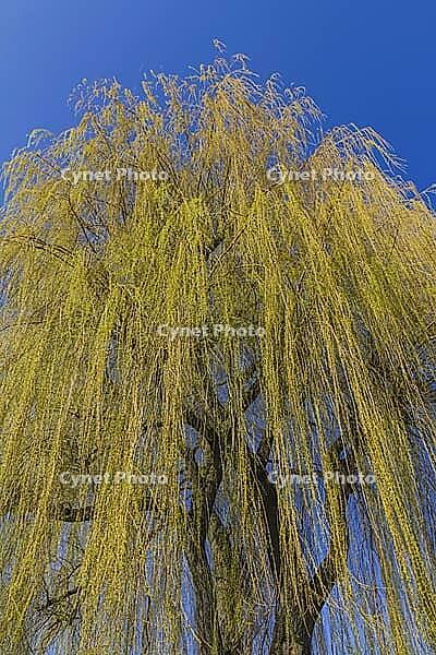 The mighty crown of a weeping willow with young pale yellow leaves [IBR125180311]