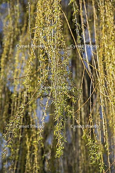 Weeping willow in spring with young leaves and flowers [IBR125180312]