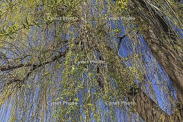 View of the branches of a weeping willow with young light green and yellow leaves [IBR125180313]