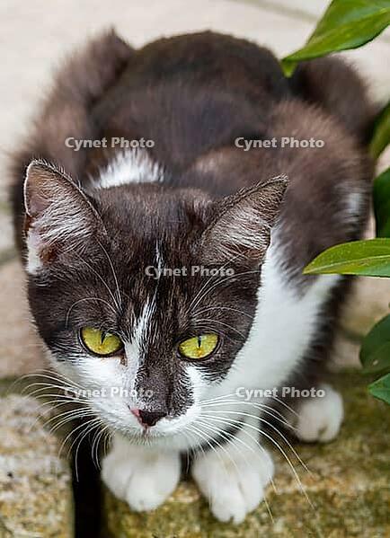 Cat sits tense in wait for prey [IBR125180316]