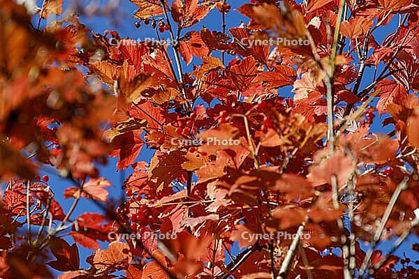 Real snowball in autumn colors [IBR125180319]