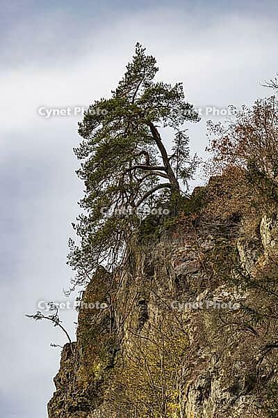 Bizarre rocks at the Steinach Gorge with extreme tree growth [IBR125180320]