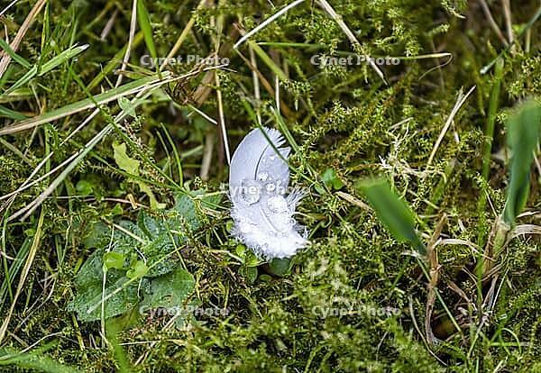 Feather in wet grass [IBR125180323]