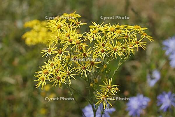 Jacobs-Ragwort inflorescence [IBR125180329]