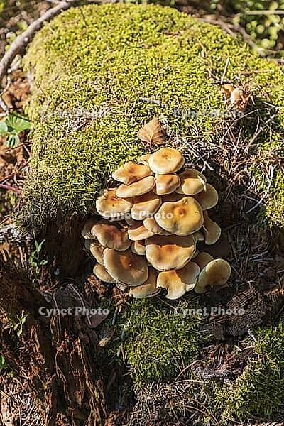 Stick sponge on mossy tree stump [IBR125180332]