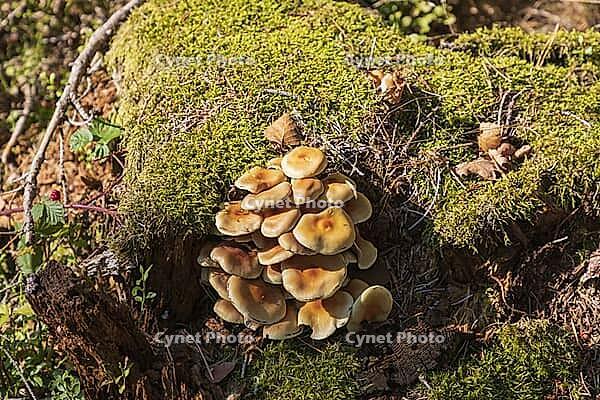 Sponge stick on old tree stump [IBR125180333]
