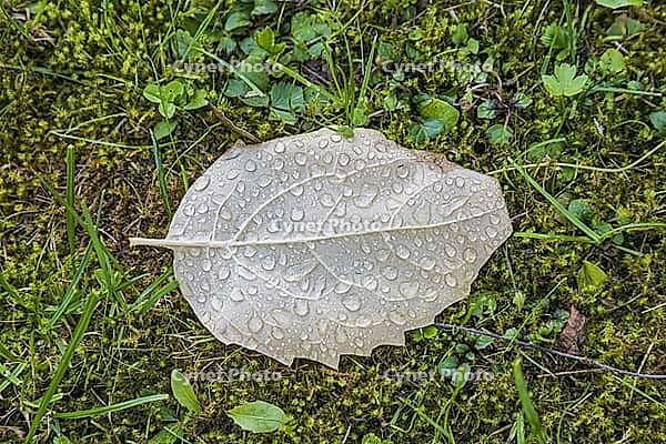 Fallen beech leaf with morning dew [IBR125180334]