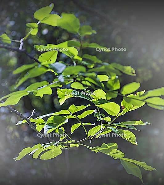 Green leaves in autumn morning fog [IBR125180335]