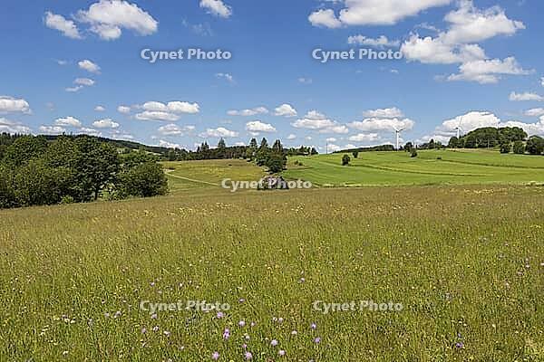 Summer meadow in the Franconian Forest with lots of flowers and grasses [IBR125180336]