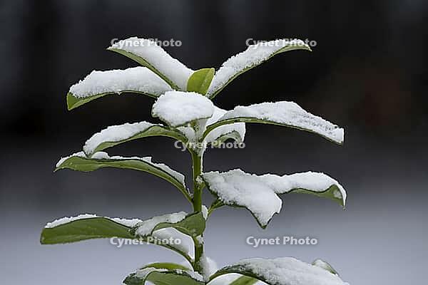 Snow-covered cherry laurel against a dark background [IBR125180338]