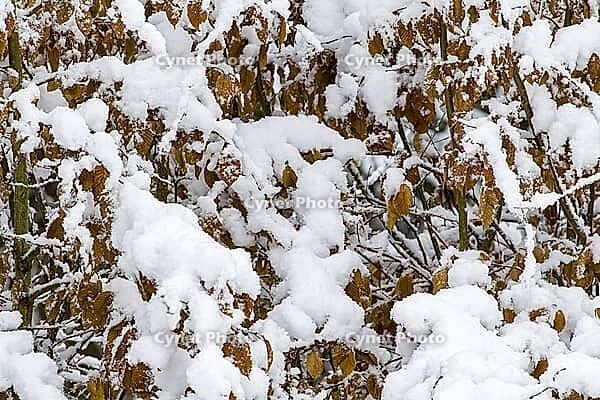 Beech hedge with brown leaves and snow [IBR125180339]