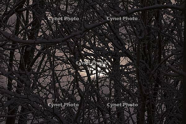 Snow-covered branches at sunrise [IBR125180340]