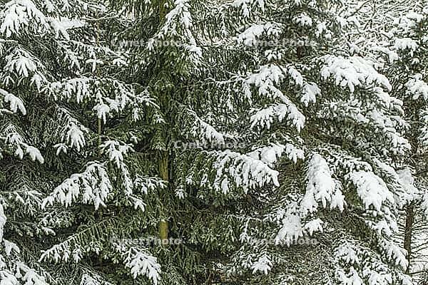 Snow on spruce branches [IBR125180341]