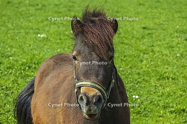 Pony looks expectantly at the photographer [IBR125180347]