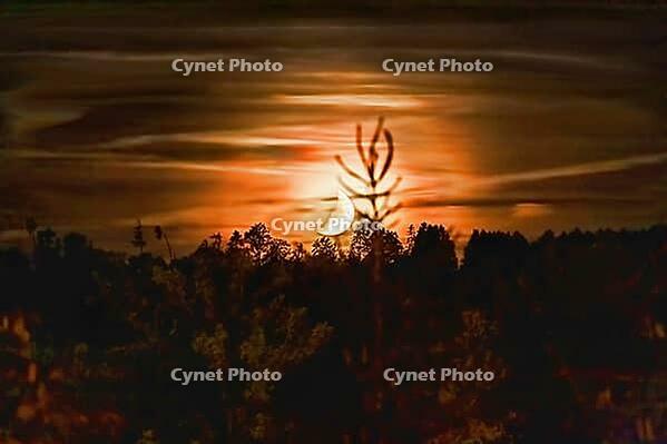 Eerie moonset in an enchanted forest with ghostly shadows and silhouettes [IBR125180350]