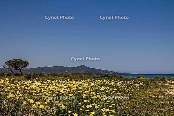 View of San Giovanni Bay with yellow daisies and cloudless sky [IBR125180351]