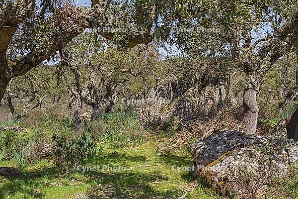 Cork oaks between huge stone blocks [IBR125180353]