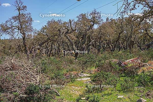Overgrown cork oak forest with some trees peeled a long time ago [IBR125180354]