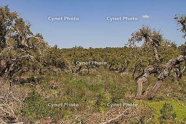 View of a clearing of an overgrown cork oak forest [IBR125180355]