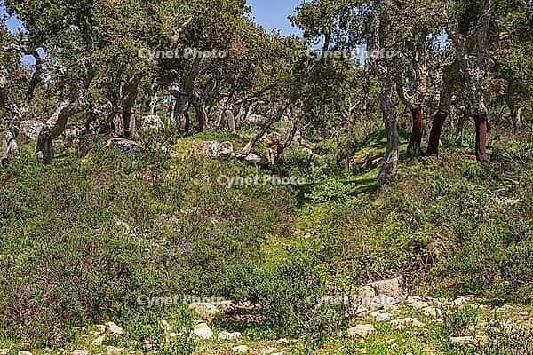 Cork oak forest with partly freshly peeled trees [IBR125180356]