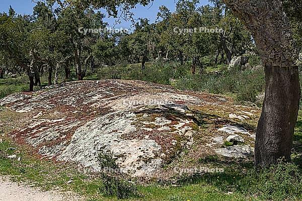 Cork oaks between huge, archaic rocks [IBR125180357]