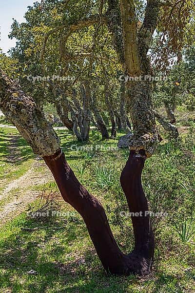 Freshly peeled cork oaks in the cork oak forest east of Budduso [IBR125180359]