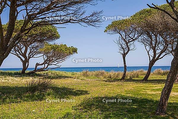 Pine trees and sailboat on San Giovanni beach [IBR125180361]