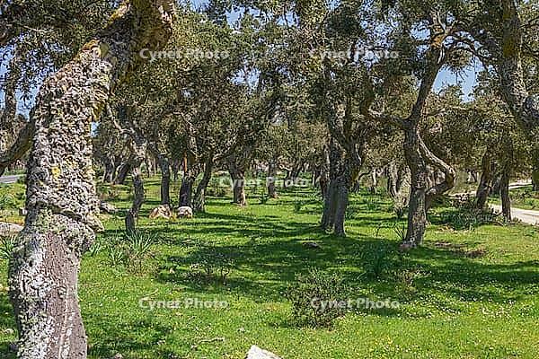 Cork oak forest on green meadow with trees peeled a long time ago [IBR125180363]