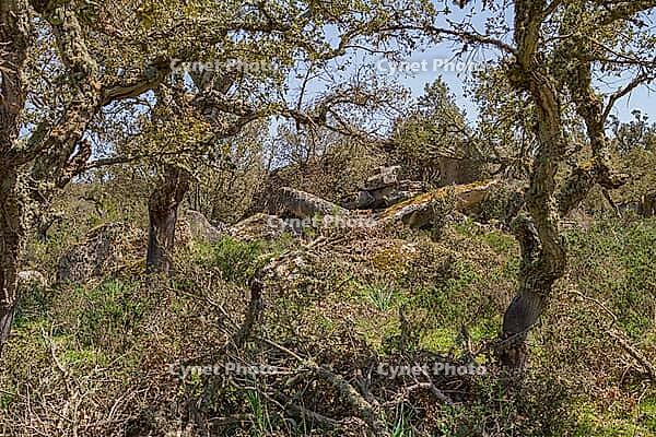 Cork oaks between archaic stone blocks [IBR125180364]